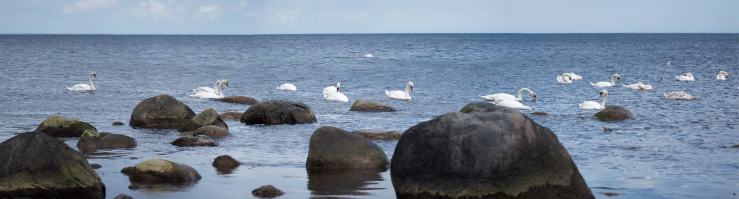 Foto på svanar utanför Stenörens ålabod